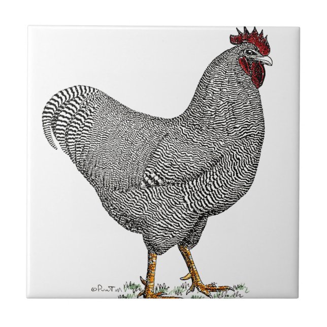Carreau Dessin de poulet de Plymouth Rock (Devant)