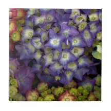 Dessous de verre en céramique, Hydrangea de jardin