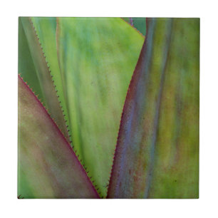 Carreau Détail du Plante Agave