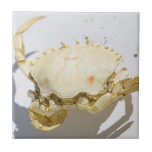 Carreau Détails de la structure de la coque du crabe marin