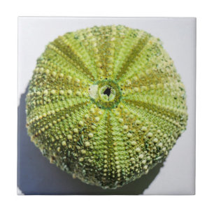 Carreau Détails de la structure de texture Sea Ocean Shell