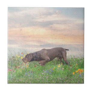 Carreau Deutsch Drahthaar