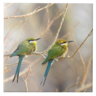 Carreau Deux Bee-eaters