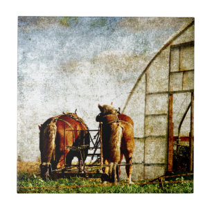 Carreau Deux Chevaux Prêts Au Travail