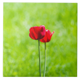 Carreau Deux fleurs de tulipe rouge