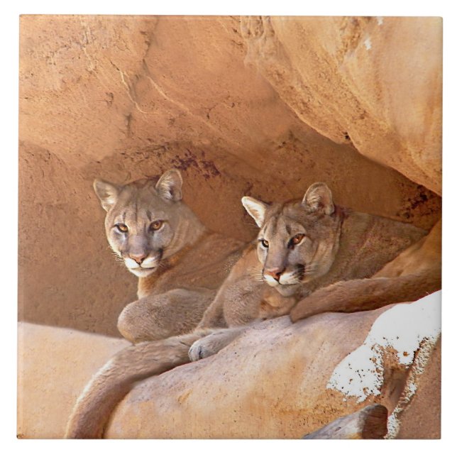 Carreau Deux lions de montagne  (Devant)