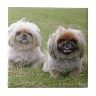 Carreau Deux petits chiots heureux