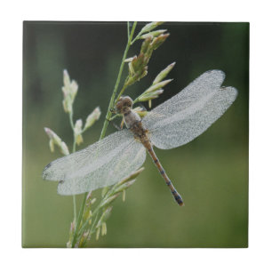 Carreau Dew couvert Darner Dragonfly