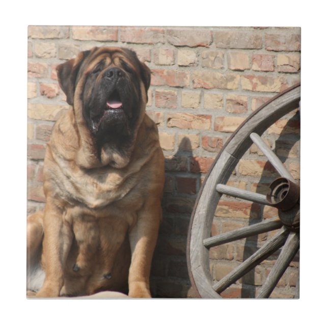 Carreau Dogue anglaise de Mastiff (Devant)