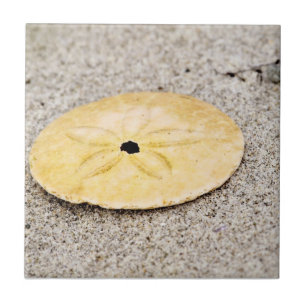Carreau Dollar de sable chanceux