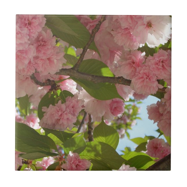 Carreau Double floraison cerisier III printemps fleuri (Devant)