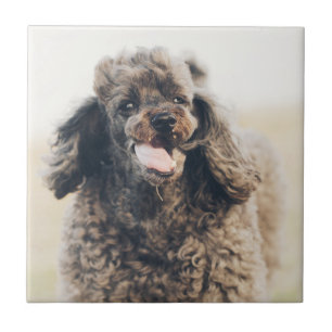 Carreau Doux Poodle Chien Visage Sourire souriant