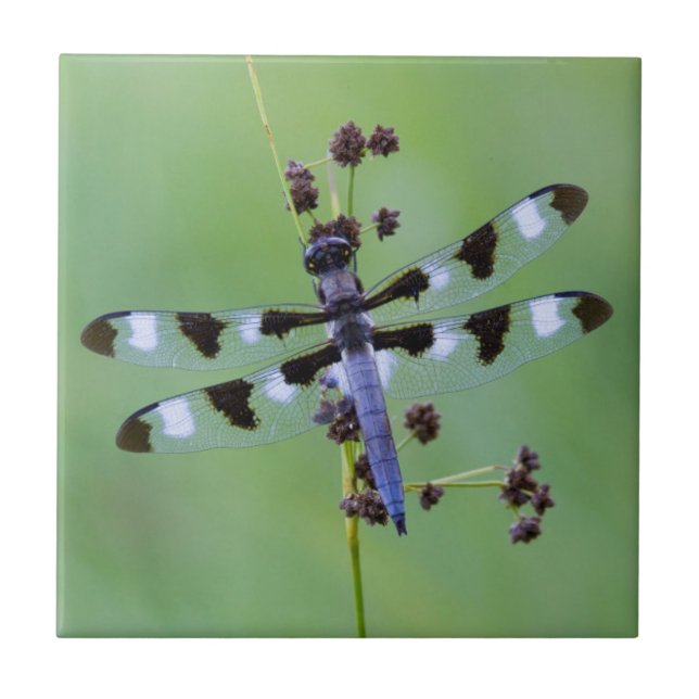 Carreau Dragon fly perched on grass (Devant)
