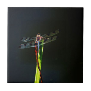 Carreau Dragonfly bleu et noir sur gazon vert et rouge