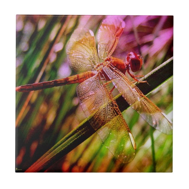 Carreau DRAGONFLY GOLDEN HARMONIE 2.jpg (Devant)