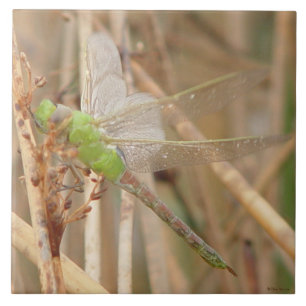 Carreau Dragonfly vert I1
