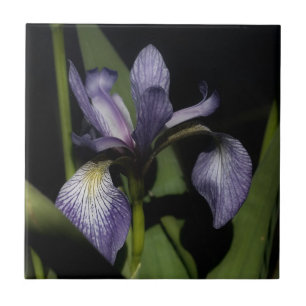 Carreau Drapeau bleu violet Iris Fleur Nature
