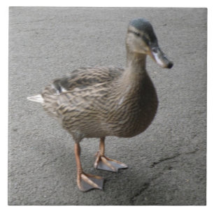 Carreau Drôle Carrelage de canard