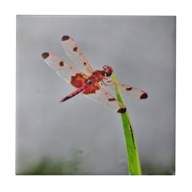 CARREAU DSC00029.JPG (Devant)