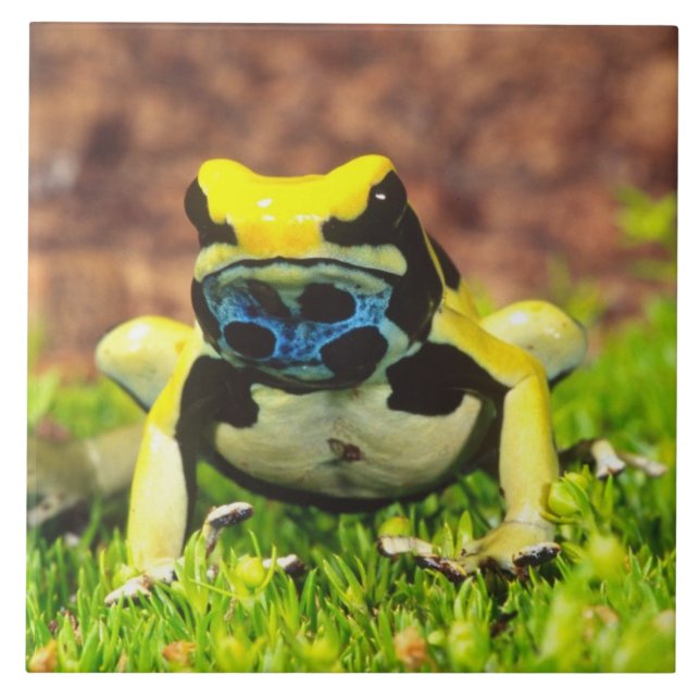 Carreau Dyeing Poison Frog, Dendrobates tinctorius, (Devant)