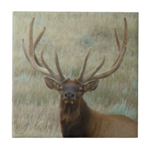Carreau E10 Bull Elk dans une balle de tête en velours