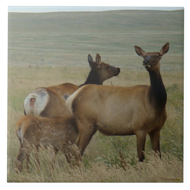 Carreau E61 Elc de vache et veau (Devant)