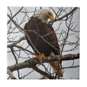 Carreau Eagle chauve