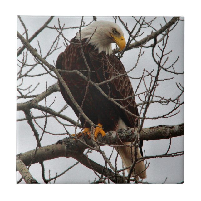 Carreau Eagle chauve (Devant)