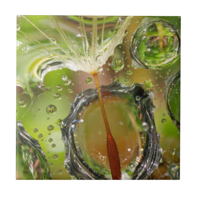 Carreau Eau sur les graines de dandelion, CA (Devant)