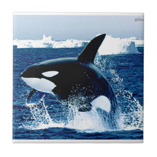 Carreau Éclaboussure de baleine