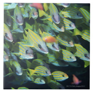 Carreau École des poissons 7