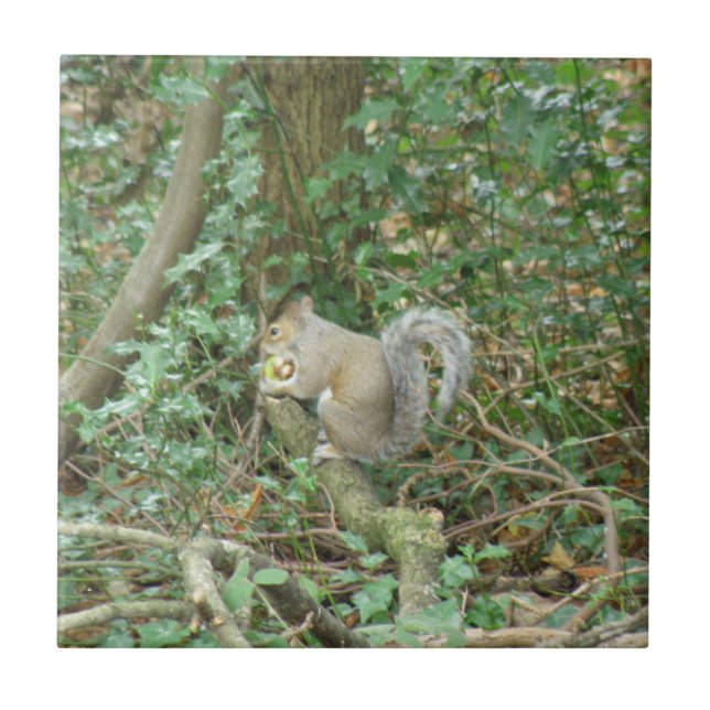 Carreau Écureuil avec carrelage Acorn (Devant)