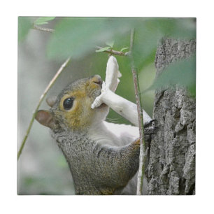 Carreau Écureuil Avec Carrelage De Champignons