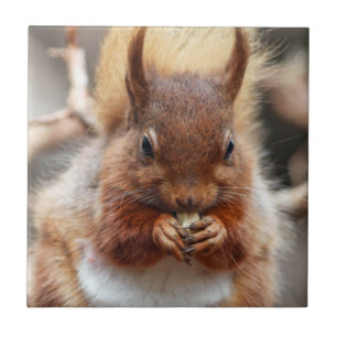 Carreau Écureuil rouge