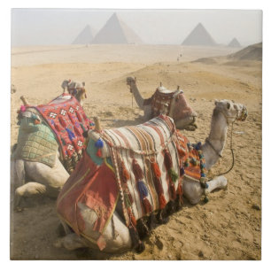 Carreau Égypte, Le Caire. Chameaux au repos