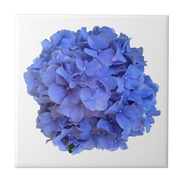 Carreau Elégant bleu perwinkle hydrangée florale (Devant)