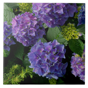 Carreau Elégant bleu violet magenta vert hydrangée florale