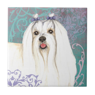 Carreau Élégant maltais