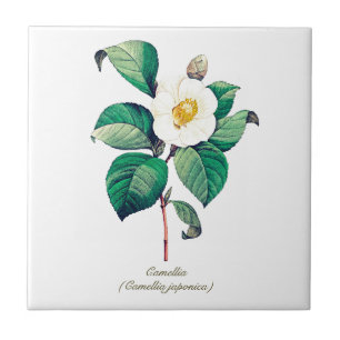 Carreau Élégant Vintage Botanique Blanc Camellia Flower