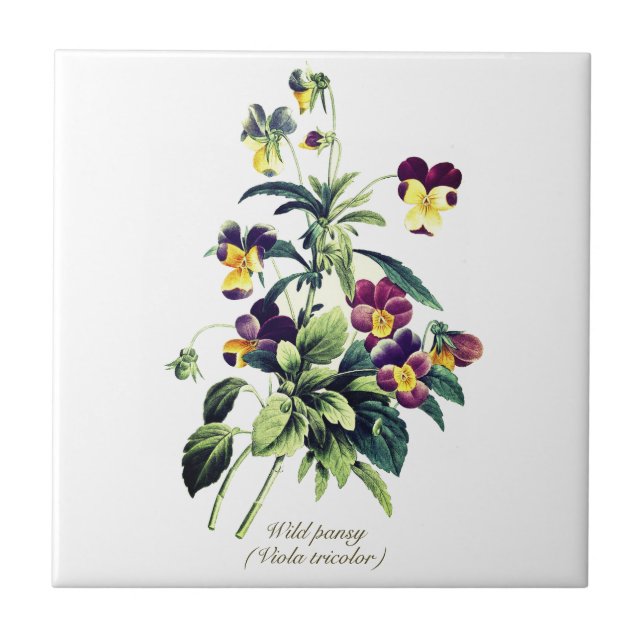 Carreau Elégant Vintage Fleurs Botaniques Pansy (Devant)