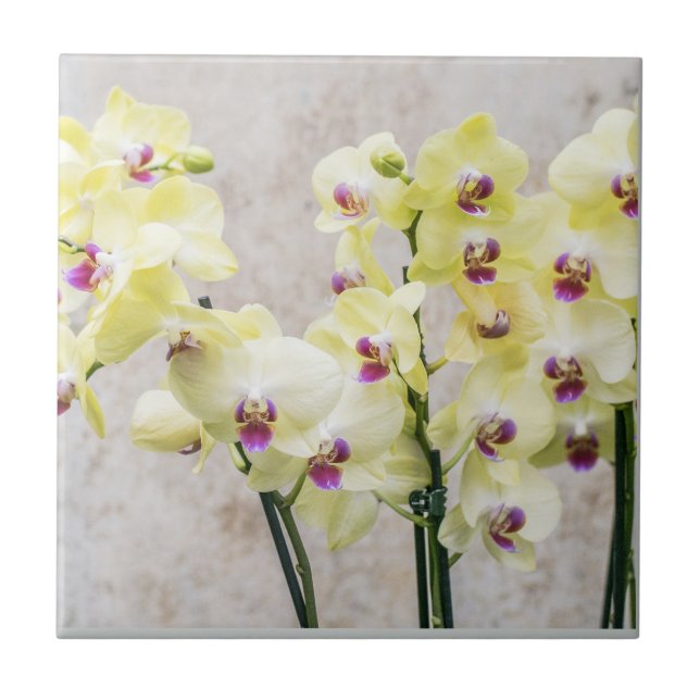 Carreau Elégante Crème Romantique & Orchidées Lilac (Devant)
