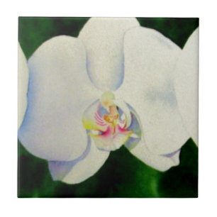 Carreau Elégante peinture d'orchidée tropicale blanche