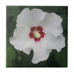 Carreau Élégante photo de la fleur d'Hibiscus blanc