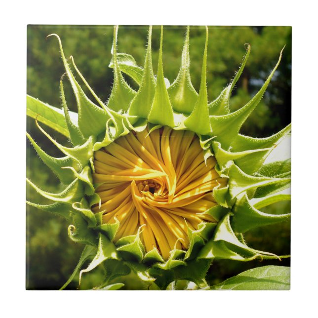 Carreau Elégante photo de tournesol jaune (Devant)