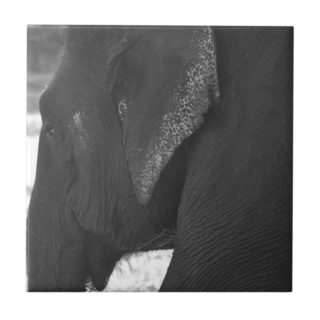 Carreau Éléphant (Devant)