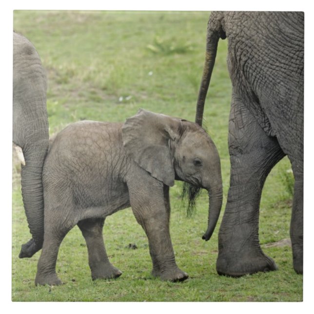 Carreau Éléphant d'Afrique femelle avec bébé (Devant)