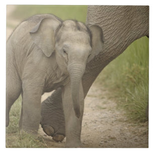 Carreau Éléphant d'Asie/Indien et son jeune, Corbett 2