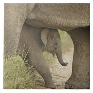 Carreau Éléphant d'Inde / d'Asie et son petit, Corbett