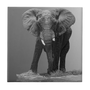 CARREAU ÉLÉPHANT SUR LE GRADIENT