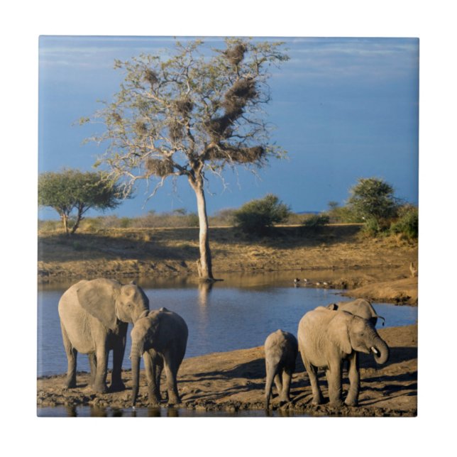 Carreau Eléphants africains de Bush (Loxodonta Africana) (Devant)